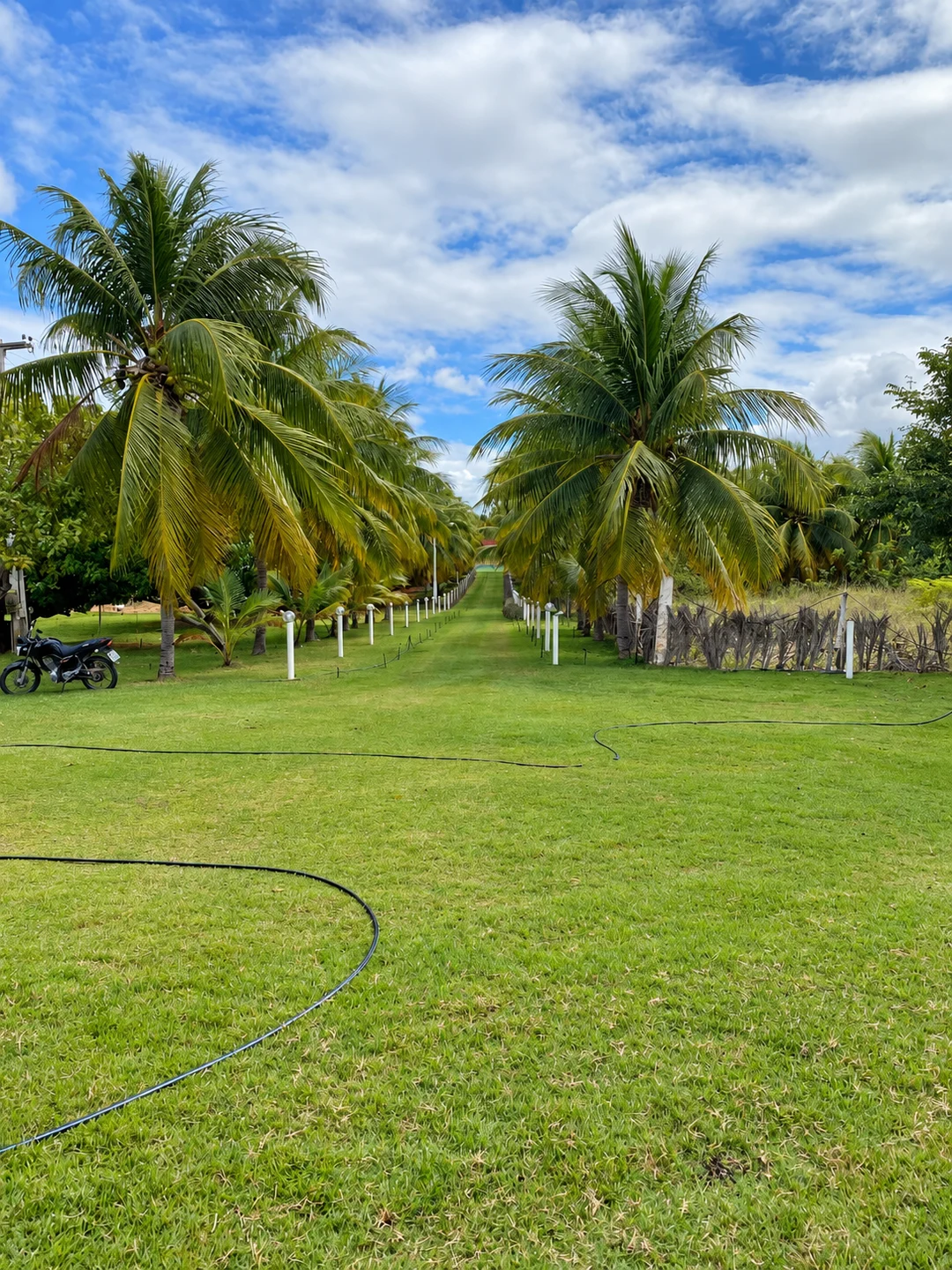Campo gramado e alameda de coqueiros